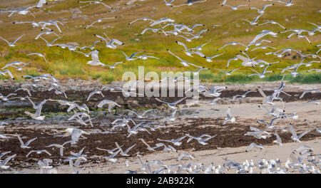 Flock of Seagulls, Islanda Foto Stock