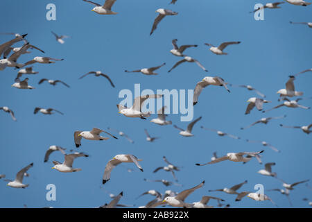 Flock of Seagulls, Islanda Foto Stock
