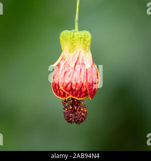 Callianthe picta è comunemente noto come redvein abutilon, rosso indiano di vena malva, redvein fioritura maple, cinese-lanterna rossa o vena lanterne cinesi. Foto Stock