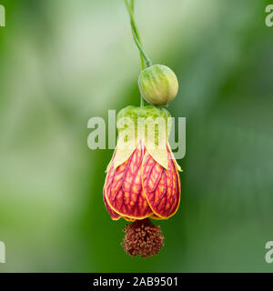 Callianthe picta è comunemente noto come redvein abutilon, rosso indiano di vena malva, redvein fioritura maple, cinese-lanterna rossa o vena lanterne cinesi, Foto Stock