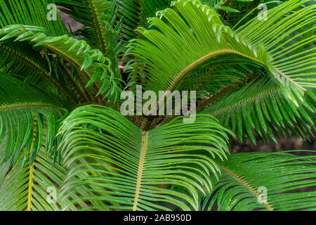 Cycas revoluta, sago palm, è una specie di gimnosperme nella famiglia Cycadaceae, nativo per il Giappone meridionale comprese le isole Ryukyu. Si tratta di uno dei se Foto Stock