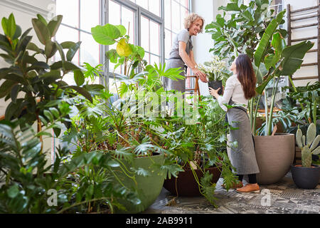 Fioraio team nel centro giardino prendersi cura delle piante verdi Foto Stock