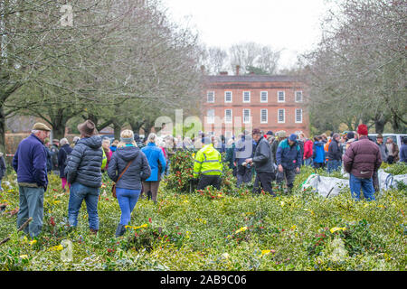 Tenbury Wells, Regno Unito. 26 Nov, 2019. A dispetto di bagnato e deprimenti meteo, niente smorza lo spirito di questi acquirenti nel Regno Unito come loro gregge al Worcestershire città di Tenbury Wells annuale di vischio e agrifoglio asta. Con coltivatori britannici che offre un tale scaglionamento selezione di fresco-taglio, berry-laden lotti per questo evento, i rivenditori di viaggi in lungo e in largo per fissare i migliori fogliame di festa per il loro business " conto alla rovescia per il Natale. Commercianti di attendere pazientemente all'aperto nella parte anteriore della proprietà host, Burford House, per banditore, Nick campione, per avviare l'offerta. Credito: Lee Hudson/Alamy Live News Foto Stock