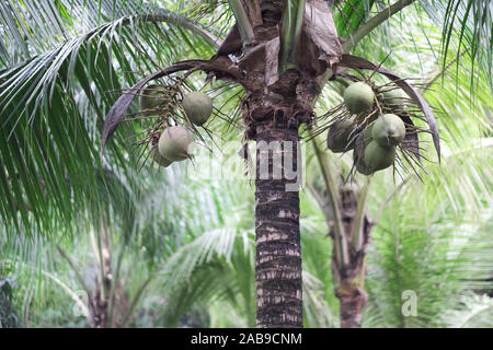 Alte palme con lungo il verde delle foglie e grappoli di noci di cocco Foto Stock