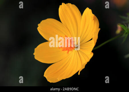 Macro dettagli di estate zolfo Cosmos fiore. Bel fiore giallo Cosmos nel giardino. COSMOS bipinnatus, comunemente chiamato il cosmo del giardino. Foto Stock