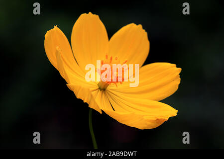 Macro dettagli di estate zolfo Cosmos fiore. Bel fiore giallo Cosmos nel giardino. COSMOS bipinnatus, comunemente chiamato il cosmo del giardino. Foto Stock