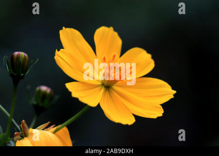 Macro dettagli di estate zolfo Cosmos fiore. Bel fiore giallo Cosmos nel giardino. COSMOS bipinnatus, comunemente chiamato il cosmo del giardino. Foto Stock