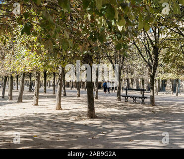 File di alberi spallierati nei giardini del Palais Royale, Parigi, Francia Foto Stock