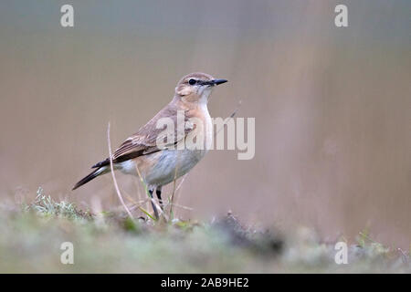 Isabelline culbianco (Oenanthe isabellina) Foto Stock