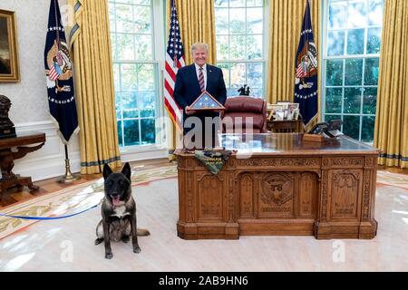 Washington, Stati Uniti d'America. 25 Nov, 2019. Washington, Stati Uniti d'America. 25 Novembre, 2019. U.S presidente Donald Trump pone con Conan i militari cane da lavoro in ufficio Ovale della Casa Bianca Novembre 25, 2019 a Washington, DC. Trump presentato Conan con una medaglia e la placca per eroismo nella operazione militare che ha ucciso il leader di ISIS Abu Bakr al-Baghdadi.Credit: Shealah Central Plaza Hotel/White House foto/Alamy Live News Foto Stock