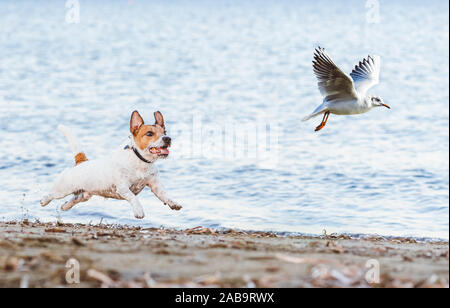 Naughty Dog a caccia di uccelli gabbiano giocando sulla spiaggia Foto Stock