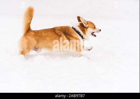 Pembroke Welsh Corgi giocando e in esecuzione su neve (vista di profilo) Foto Stock