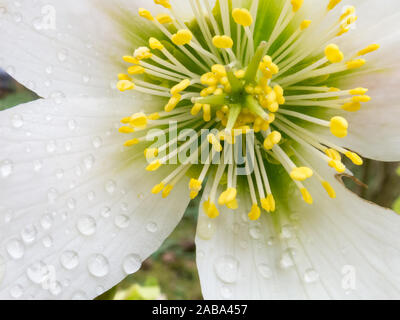 Close-up di fiori di cuore con stami e petali di Helleborus niger chiamato anche rosa di natale Foto Stock