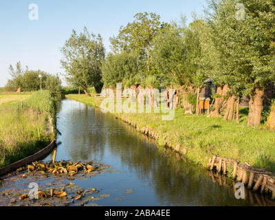 Fossa con fila di pollard salici e prati in Waterland polder Durgerdam vicino a Amsterdam, Paesi Bassi Foto Stock