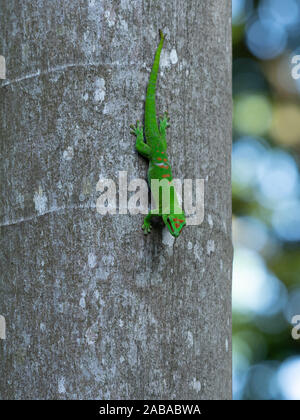 Reis Mauritiusele, Maurizio giorno gecko su gary tronco di albero Foto Stock