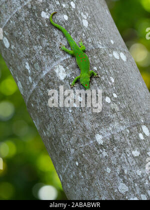 Reis Mauritiusele, Maurizio giorno gecko su gary tronco di albero Foto Stock