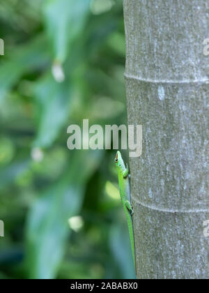 Reis Mauritiusele, Maurizio giorno gecko su gary tronco di albero Foto Stock