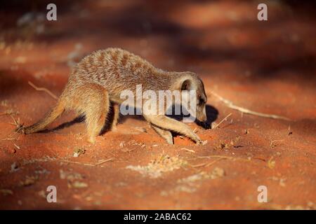 Meerkat (Suricata suricatta), Adulto, scava per cibo, foraggio, Tswalu Game Reserve, il Kalahari, Capo Nord, Sud Africa Foto Stock