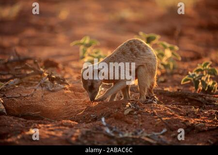 Meerkat (Suricata suricatta), Adulto, scava per cibo, foraggio, Tswalu Game Reserve, il Kalahari, Capo Nord, Sud Africa Foto Stock