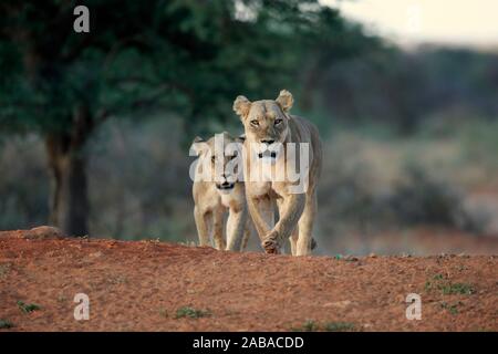 Due leonesse (Panthera leo), Adulto, esecuzione Tswalu Game Reserve, il Kalahari, Capo Nord, Sud Africa Foto Stock
