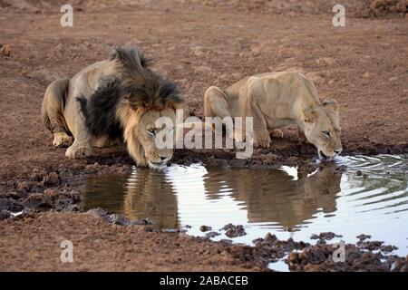 I Lions (Panthera leo), Adulto, animale giovane bevendo al waterhole, Tswalu Game Reserve, il Kalahari, Capo Nord, Sud Africa Foto Stock