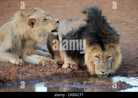 Kalahari Lions (Panthera leo vernayi), subadult e maschio adulto bevendo al waterhole, Tswalu Game Reserve, il Kalahari, Capo Nord, Sud Africa Foto Stock