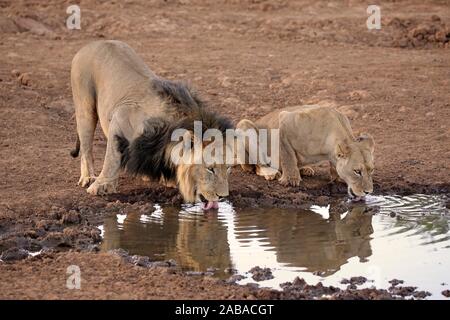 I Lions (Panthera leo), Adulto, animale giovane bevendo al waterhole, Tswalu Game Reserve, il Kalahari, Capo Nord, Sud Africa Foto Stock