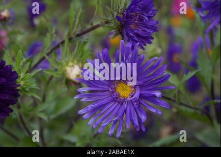 La Nuova Inghilterra aster Foto Stock