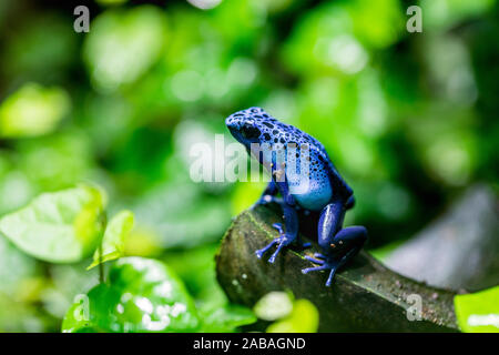 Blue Frog veleno; Dendrobates tinctorius azureus; Lo Zoo di Chester, Regno Unito Foto Stock