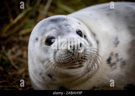 Donna Nook Riserva Naturale, Lincolnshire, Regno Unito. 26 Nov, 2019. Atlantic Le foche grigie (Halichoerus Gryus) vengono a riva per il parto annuale dei loro cuccioli. Donna Nook Riserva Naturale, Lincolnshire, Regno Unito. Il spettacolo annuale si svolge durante il mese di novembre in inizio di dicembre di ogni anno. Finora la riserva ha visto 489 tori, 1629 vacche e una massiccia 1554 cuccioli. Credito: Anthony Wallbank/Alamy Live News Foto Stock