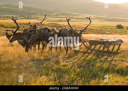 Un team di renne slittini con slitte in controluce su un agosto di sera. Yamal, Russia Foto Stock