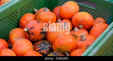 Arancioni piccole zucche di cibo in un verde cassa in plastica Foto Stock