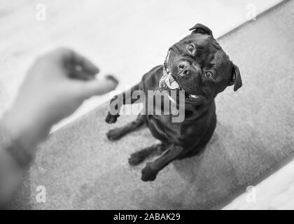Staffordshire Bull Terrier cane di accattonaggio seduto sulla sua schiena gambe con le sue zampe anteriori in alto, per un trattamento. Elaborati in bianco e nero. Foto Stock