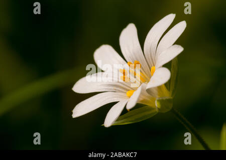 Un close-up del fiore bianco di maggiore stitchwort (Stellaria holostea) fiorire in Ashley Warren in Hampshire. Aprile. Foto Stock