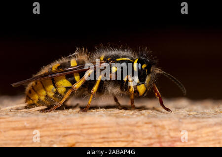 Wasp comune (Vespula vulgaris), Adulto, raccolta di pasta di legno da un puntone in unala loft di una casa in Thirsk, North Yorkshire. Maggio. Foto Stock