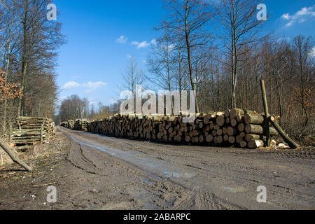 Tagliare tronchi di alberi nel bosco lungo la strada Foto Stock