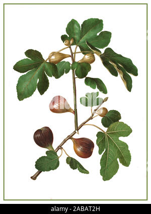 FIG Ficus carica Poster d'epoca litografia Ficus carica Fig comune fichi - circa 1659 di Johannes Simon Holtzbecher Ficus carica una specie asiatica di piante da fiore della famiglia dei gelsi, conosciuta come il fico comune. Foto Stock