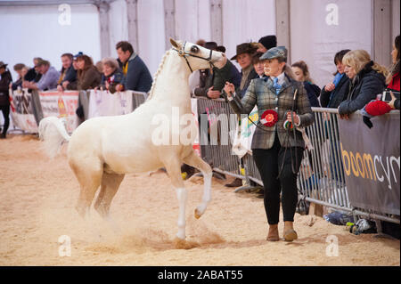 Llanelwedd, Powys, Regno Unito. 26 Nov, 2019. In primo luogo del Royal Welsh suprema manifestazione del Campionato. (Maggiori dettagli presso RWA ufficio stampa - il numero di catalogo - 876) Un cavallo eventi ha luogo il secondo giorno del Royal Welsh Winter Fair in Powys, Regno Unito. Credito: Graham M. Lawrence/Alamy Live News Foto Stock