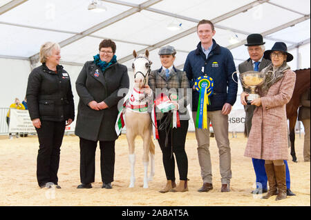 Llanelwedd, Powys, Regno Unito. 26 Nov, 2019. In primo luogo del Royal Welsh suprema manifestazione del Campionato. (Maggiori dettagli presso RWA ufficio stampa - il numero di catalogo - 876) Un cavallo eventi ha luogo il secondo giorno del Royal Welsh Winter Fair in Powys, Regno Unito. Credito: Graham M. Lawrence/Alamy Live News Foto Stock