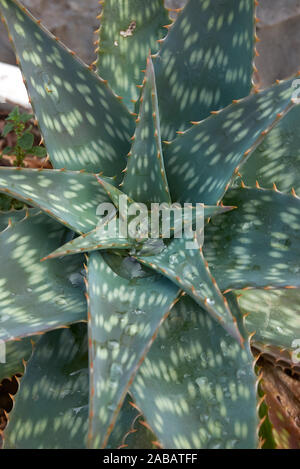 Avvistato foglie di Aloe maculata di piante succulente Foto Stock