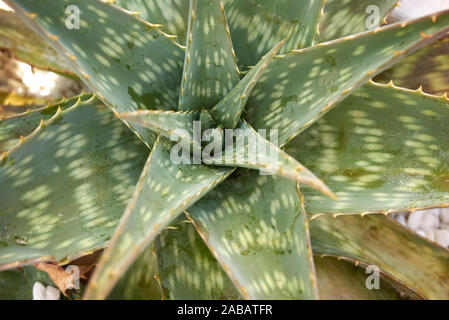 Avvistato foglie di Aloe maculata di piante succulente Foto Stock