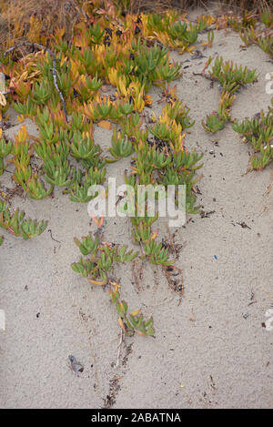 Carpobrotus edulis sulla spiaggia Foto Stock