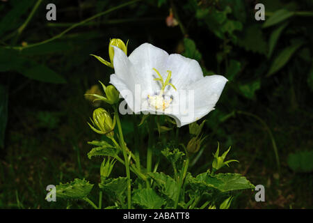 Campanula carpatica (harebell dei Carpazi) è endemica fino alle montagne dei Carpazi dove si verifica su scogliere calcaree nella parte superiore una zona di montagna Foto Stock