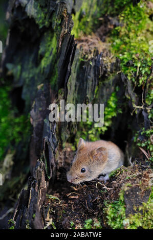 Schaut Rötelmaus aus ihrem Loch Foto Stock