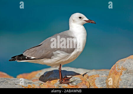 Weisskopflachmöwe, Hartlaubs-Lachmöwe, Südafrika Foto Stock