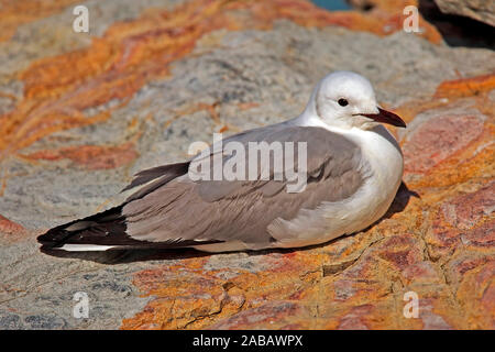 Weisskopflachmöwe, Hartlaubs-Lachmöwe, Südafrika Foto Stock