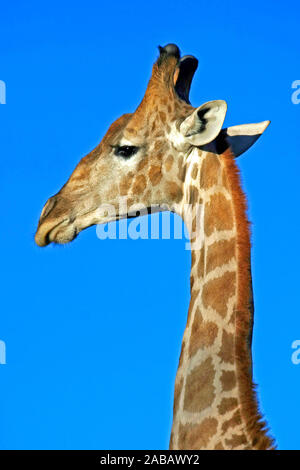 Giraffa - Portreat Foto Stock