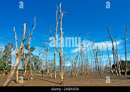 Mangrovenwald, Bako NP, Malesia, Borneo Foto Stock