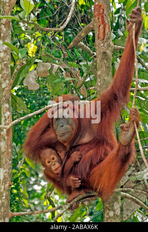 Orang-Utan Weibchen mit jungen Orang-Utan braccio im Foto Stock