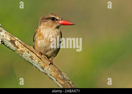 Eisvogel / Kingfisher / Braunkopfliest Foto Stock